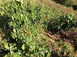 УСАДЬБА С УГОДЬЯМИ ПОД БАРСЕЛОНОЙ thumbnail 91