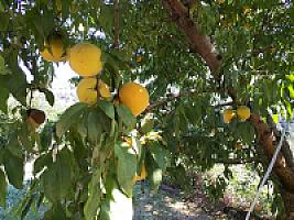 УСАДЬБА С УГОДЬЯМИ ПОД БАРСЕЛОНОЙ thumbnail 94