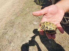 УГОДЬЯ С РУИНАМИ ПОД БАРСЕЛОНОЙ thumbnail 36