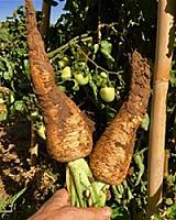 ГОСТИНИЦА С УГОДЬЯМИ В АРАГОНЕ thumbnail 47