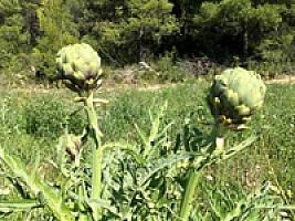 ГОСТИНИЦА С УГОДЬЯМИ В АРАГОНЕ thumbnail 52