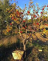 ГОСТИНИЦА С УГОДЬЯМИ В АРАГОНЕ thumbnail 54