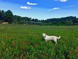 ГОСТИНИЦА С УГОДЬЯМИ В АРАГОНЕ thumbnail 57