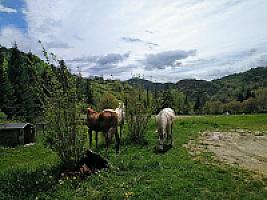 УСАДЬБА В ПИРЕНЕЯХ thumbnail 70