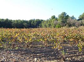 ПОМЕСТЬЕ ПОД ТАРРАГОНОЙ thumbnail 22