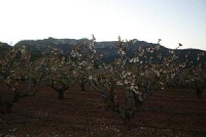 УСАДЬБА С УГОДЬЯМИ ПОД ТАРРАГОНОЙ thumbnail 55