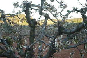 УСАДЬБА С УГОДЬЯМИ ПОД ТАРРАГОНОЙ thumbnail 57