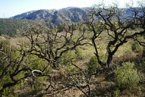 УСАДЬБА С УГОДЬЯМИ ПОД ТАРРАГОНОЙ thumbnail 58