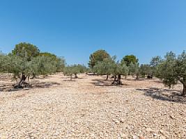 ЭКСКЛЮЗИВНАЯ УСАДЬБА У САМОГО МОРЯ thumbnail 3