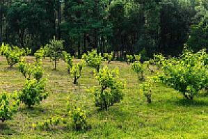 ВИЛЛА С БАССЕЙНОМ ПОД ЖИРОНОЙ thumbnail 9