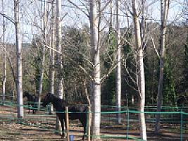 ПОМЕСТЬЕ ПОД ЖИРОНОЙ thumbnail 56