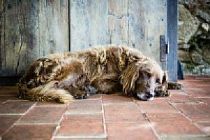 УСАДЬБА С УГОДЬЯМИ НА ПОБЕРЕЖЬЕ КОСТА БРАВА thumbnail 66