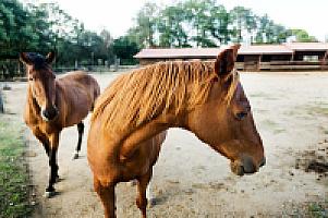 УСАДЬБА С УГОДЬЯМИ НА ПОБЕРЕЖЬЕ КОСТА БРАВА thumbnail 67