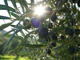 ПОМЕСТЬЕ НА РЕКЕ ЭБРО thumbnail 57