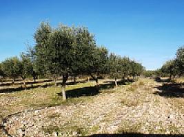 С/Х УГОДЬЯ С ДОМОМ В ПРОВИНЦИИ ТАРРАГОНА thumbnail 69