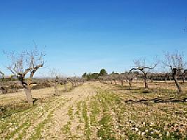 С/Х УГОДЬЯ С ДОМОМ В ПРОВИНЦИИ ТАРРАГОНА thumbnail 71