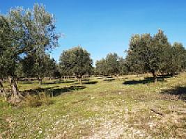 С/Х УГОДЬЯ С ДОМОМ В ПРОВИНЦИИ ТАРРАГОНА thumbnail 73