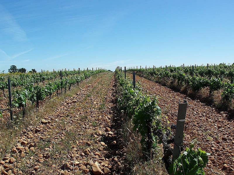 ВИНОДЕЛЬНЯ С ВИНОГРАДНИКАМИ