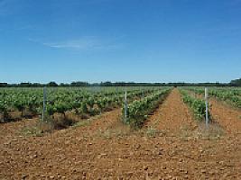 ВИНОДЕЛЬНЯ С ВИНОГРАДНИКАМИ thumbnail 2