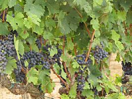 ВИНОДЕЛЬНЯ С ВИНОГРАДНИКАМИ thumbnail 9