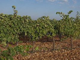 ВИНОДЕЛЬНЯ С ВИНОГРАДНИКАМИ thumbnail 12