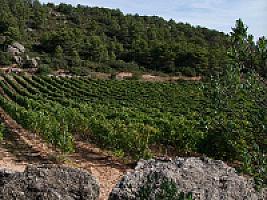 ВИНОГРАДНИКИ С ВИНОДЕЛЬНЕЙ ПОД ТАРРАГОНОЙ thumbnail 5