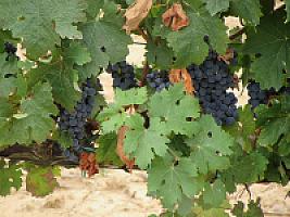 ВИНОГРАДНИКИ С ВИНОДЕЛЬНЕЙ ПОД ТАРРАГОНОЙ thumbnail 6