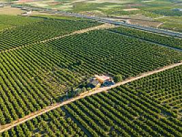 ВИЛЛА С АПЕЛЬСИНАМИ ПОД ВАЛЕНСИЕЙ thumbnail 57