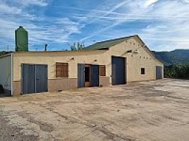 ПЛАНТАЦИЯ МАНДАРИНОВ ПОД ВАЛЕНСИЕЙ thumbnail 2