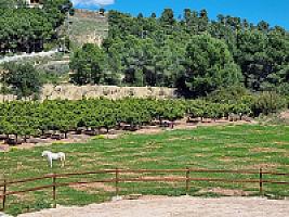 ПЛАНТАЦИЯ МАНДАРИНОВ ПОД ВАЛЕНСИЕЙ thumbnail 25