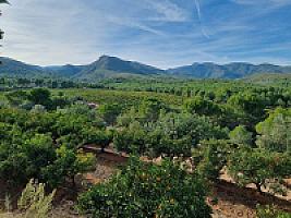 ПЛАНТАЦИЯ МАНДАРИНОВ ПОД ВАЛЕНСИЕЙ thumbnail 26