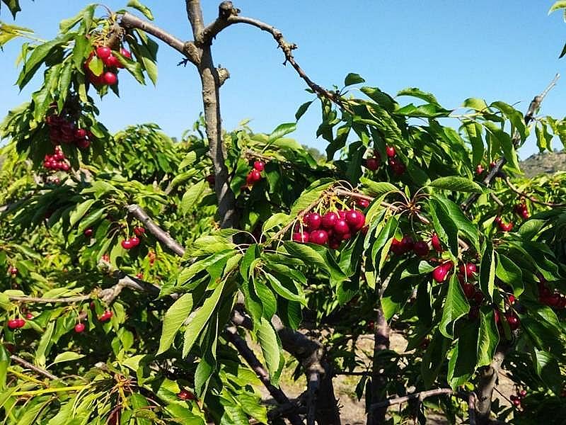 ПЛАНТАЦИЯ ЧЕРЕШНИ