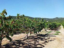 ПЛАНТАЦИЯ ЧЕРЕШНИ thumbnail 2