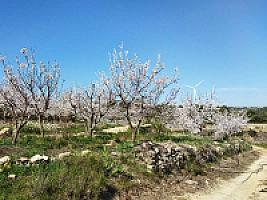 ПЛАНТАЦИЯ ЧЕРЕШНИ thumbnail 9