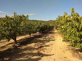 ПЛАНТАЦИЯ ЧЕРЕШНИ thumbnail 12