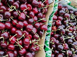 ПЛАНТАЦИЯ ЧЕРЕШНИ thumbnail 14