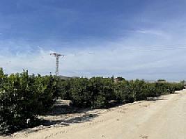 УГОДЬЯ ЦИТРУСОВЫХ С ДОМОМ thumbnail 7