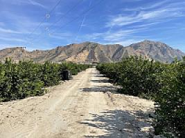 УГОДЬЯ ЦИТРУСОВЫХ С ДОМОМ thumbnail 8