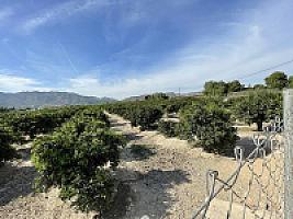 УГОДЬЯ ЦИТРУСОВЫХ С ДОМОМ thumbnail 16