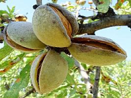 ПЛАНТАЦИЯ МИНДАЛЯ ПОД ТАРРАГОНОЙ thumbnail 1