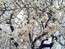 ПЛАНТАЦИЯ МИНДАЛЯ ПОД ТАРРАГОНОЙ thumbnail 2