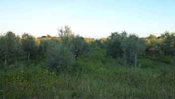 ПОМЕСТЬЕ НА ПОБЕРЕЖЬЕ КОСТА ДОРАДА thumbnail 20