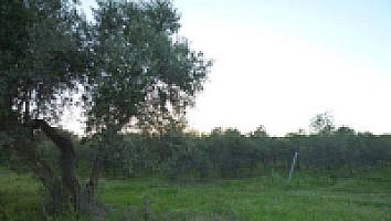 ПОМЕСТЬЕ НА ПОБЕРЕЖЬЕ КОСТА ДОРАДА thumbnail 25