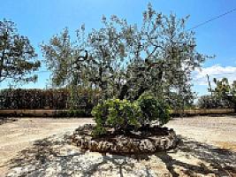 ПОМЕСТЬЕ С ВИНОГРАДНИКАМИ thumbnail 9