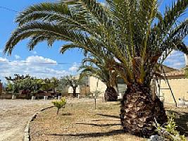 ПОМЕСТЬЕ С ВИНОГРАДНИКАМИ thumbnail 45