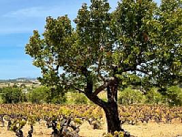 ПОМЕСТЬЕ С ВИНОГРАДНИКАМИ thumbnail 47