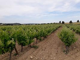 ПОМЕСТЬЕ С ВИНОГРАДНИКАМИ thumbnail 51